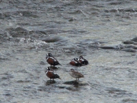 Harlequin ducks